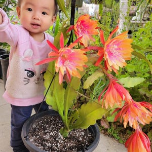 Clarity's Happy Hippie Epiphyllum in 4 inch pots / Epicactus / Well Rooted / Seller Select / Cuttings Option / Rare