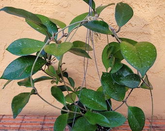 Hoya Fungii in a 6 inch pot / Beautiful veined leaves / Beautiful flowers / Exact Plant / Blooming Size