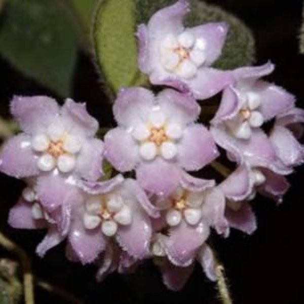 Hoya Thomsonii Pink in 3 inch pots / Well established / Exact Plants / Fuzzy leaves / Beautiful scented flowers