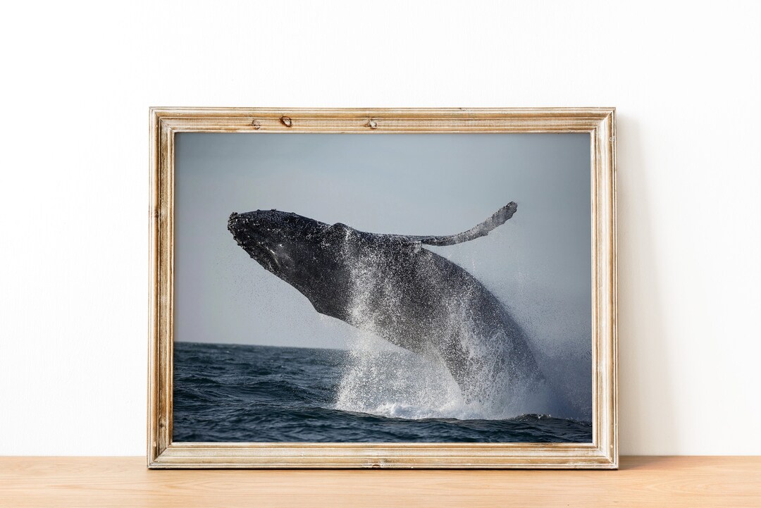 Humpback Whale Poster, Wall Decor, Printable Banner, Download Print ...