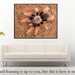 Digital download: Brachypelma boehmei tarantula photo image 3