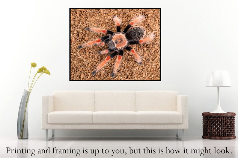 Digital download: Brachypelma boehmei tarantula photo image 3