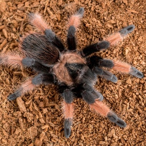 Digital download: Brachypelma emilia tarantula photo