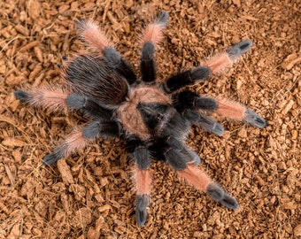 Digital download: Brachypelma emilia tarantula photo