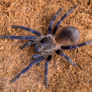 Digital download: Pterinopelma sazimai tarantula photo