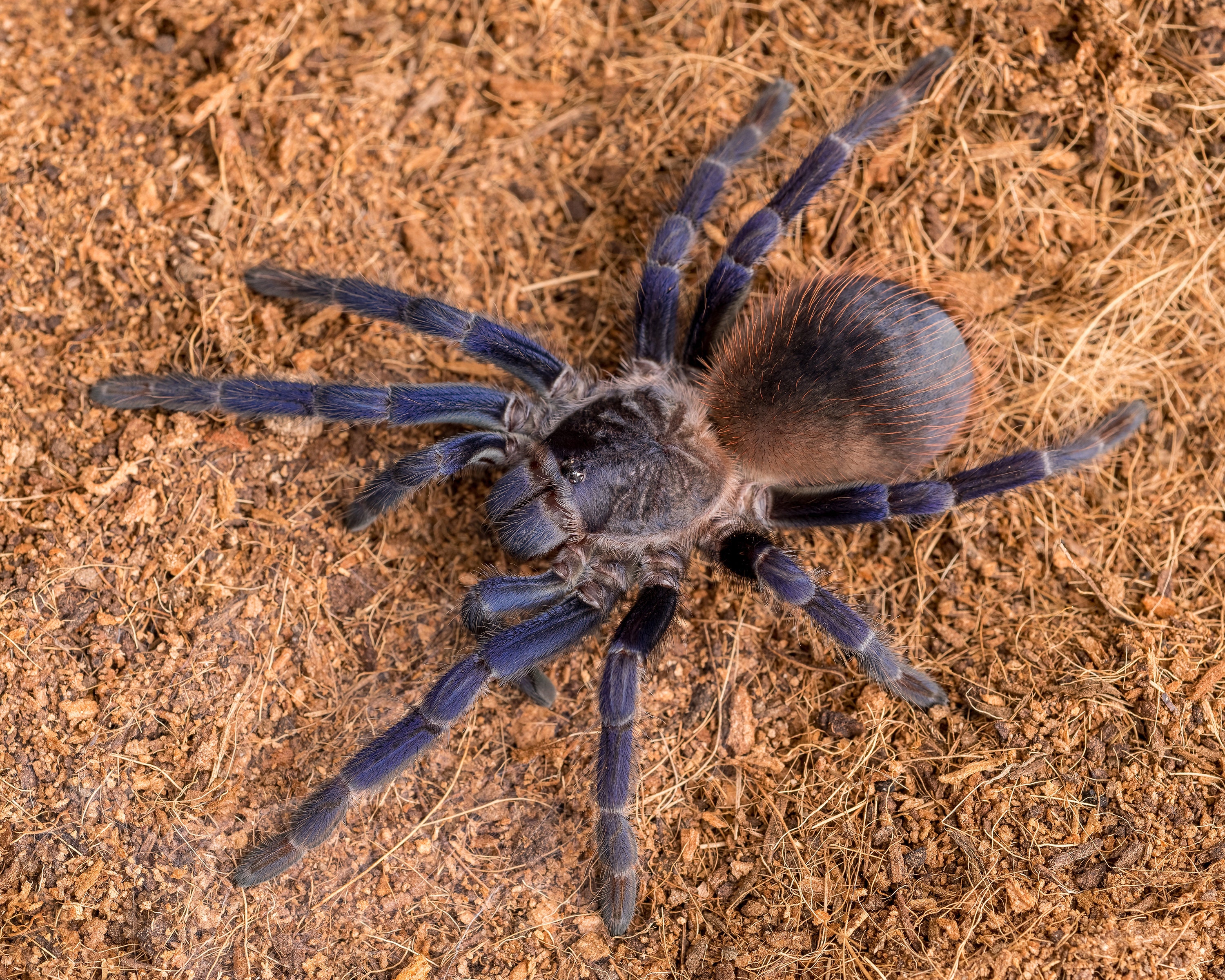 Digital Download Pterinopelma Sazimai Tarantula Photo Etsy