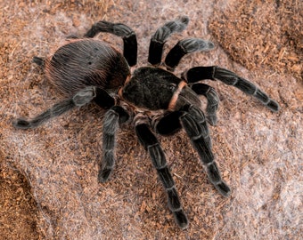 Digital download: Brachypelma vagans tarantula photo