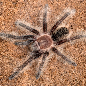 Digital download: Brachypelma albopilosum tarantula photo
