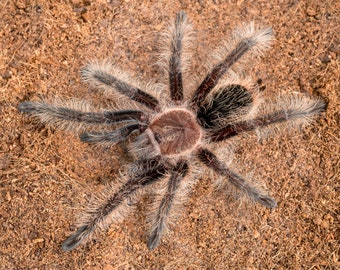 Digital download: Brachypelma albopilosum tarantula photo