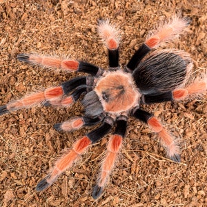 Digital download: Brachypelma boehmei tarantula photo