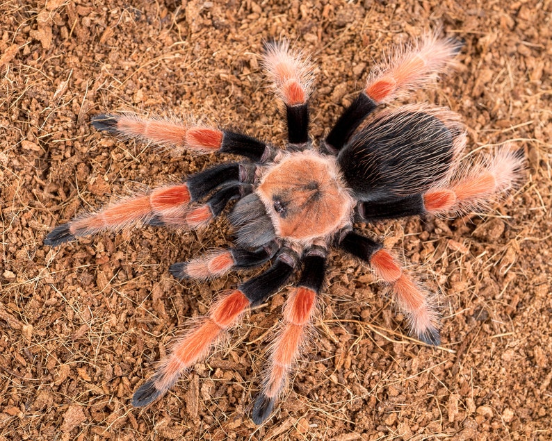 Digital download: Brachypelma boehmei tarantula photo image 1