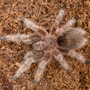 Digitaler Download: Grammostola rosea tarantula foto