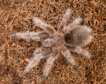 Digital download: Grammostola rosea tarantula photo