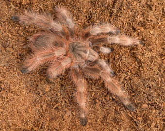 Digital download: Nhandu tripepii tarantula photo