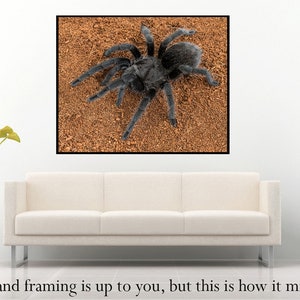 Digital download: Grammostola pulchra tarantula photo image 3