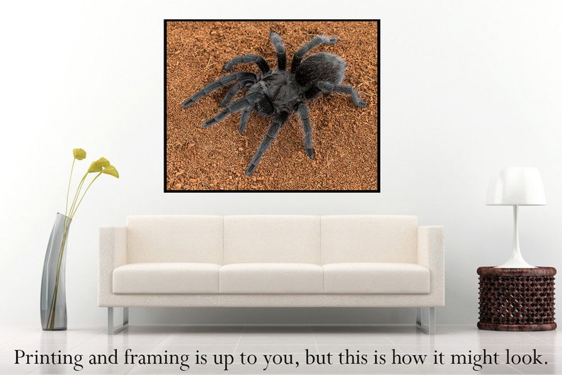 Digital download: Grammostola pulchra tarantula photo image 3