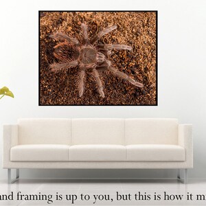 Digital download: Pamphobeteus sp. antinous tarantula photo image 3