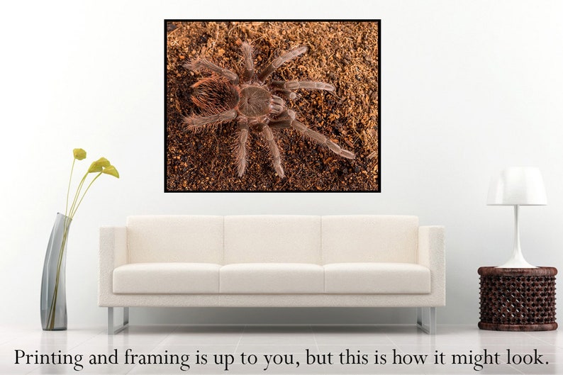 Digital download: Pamphobeteus sp. antinous tarantula photo image 3