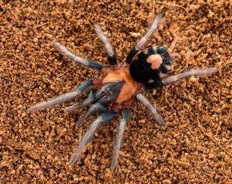 Digital download: Cyriocosmus elegans tarantula photo