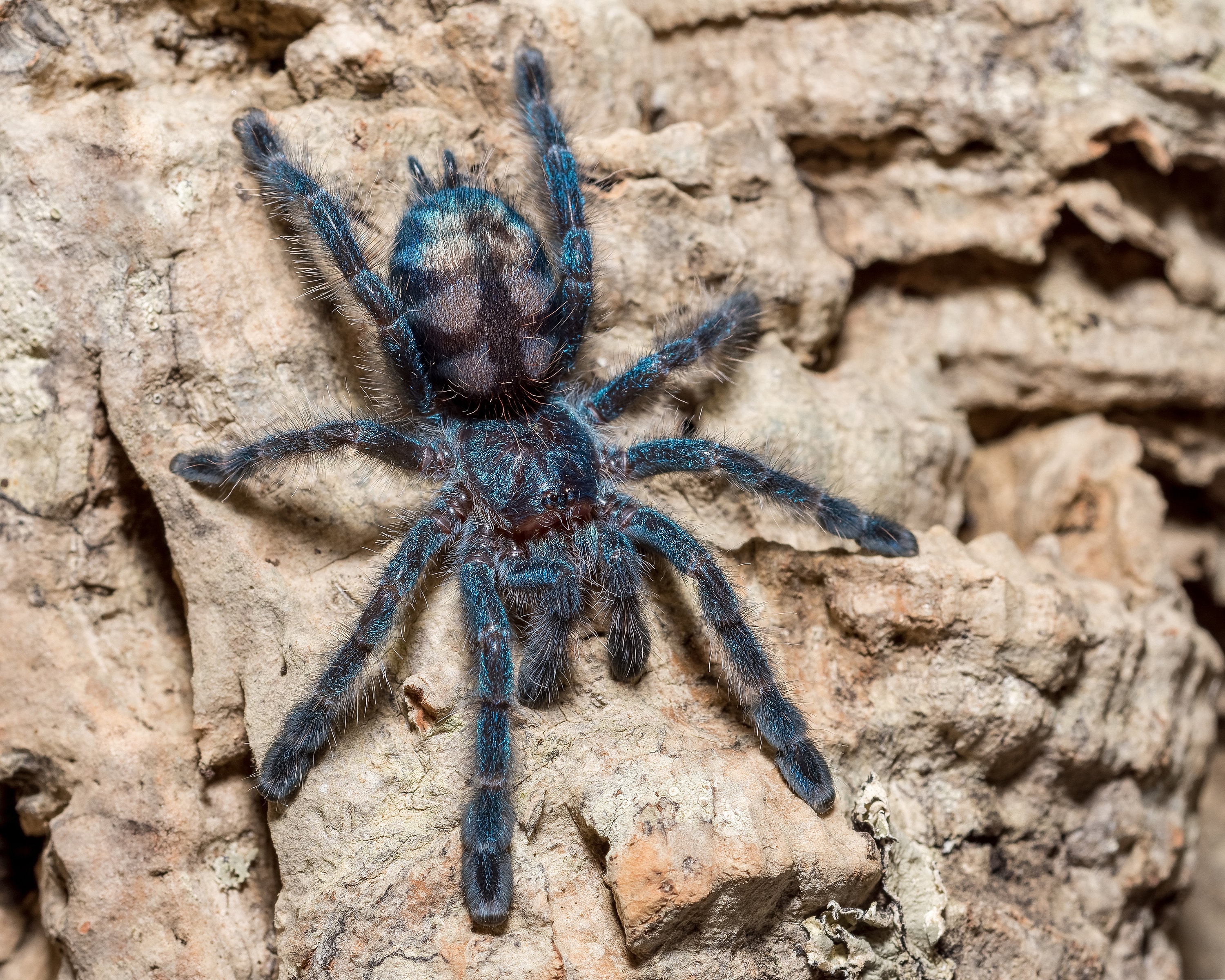 Сколько стоит тарантул. Caribena versicolor паук. Caribena versicolor пауки-птицееды. Жук Тарантул. Астраханский паук Тарантул.