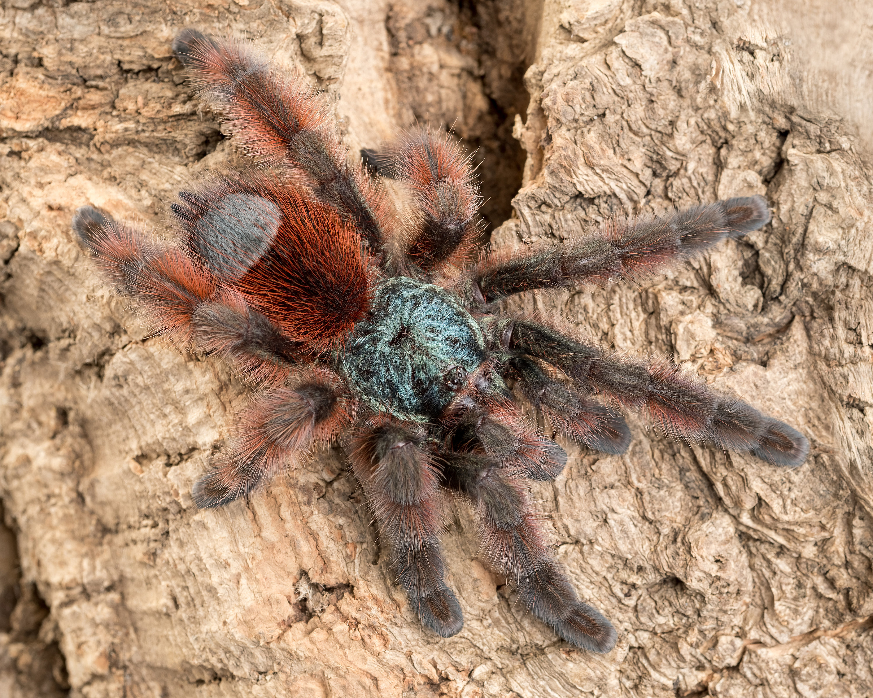 Digital Download Caribena Versicolor Tarantula Photo Etsy