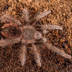 Digital download: Pamphobeteus sp. antinous tarantula photo image 1