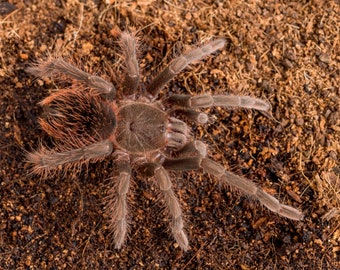 Digital download: Pamphobeteus sp. antinous tarantula photo