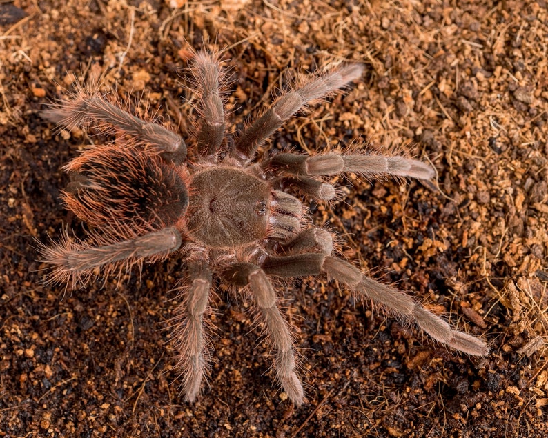 Digital download: Pamphobeteus sp. antinous tarantula photo image 1