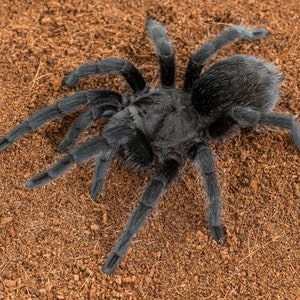 Digital download: Grammostola pulchra tarantula photo