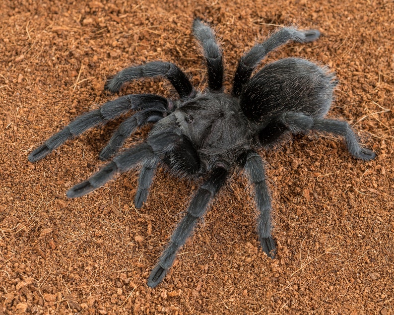 Digital download: Grammostola pulchra tarantula photo image 1