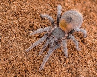 Digital download: Homoeomma chilensis tarantula photo