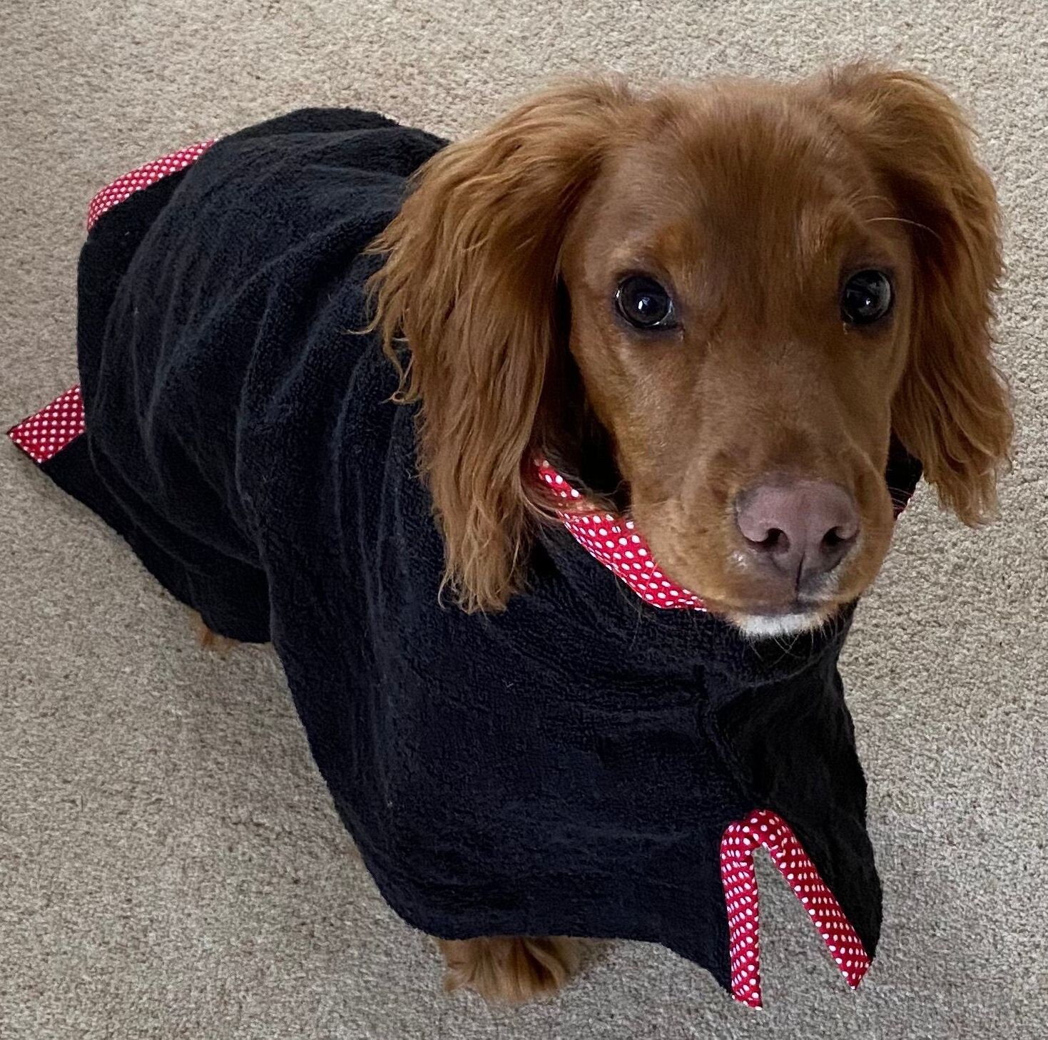 Dog Drying Robe Dog Drying Coat Dog Coat Dog Robe Dog Etsy