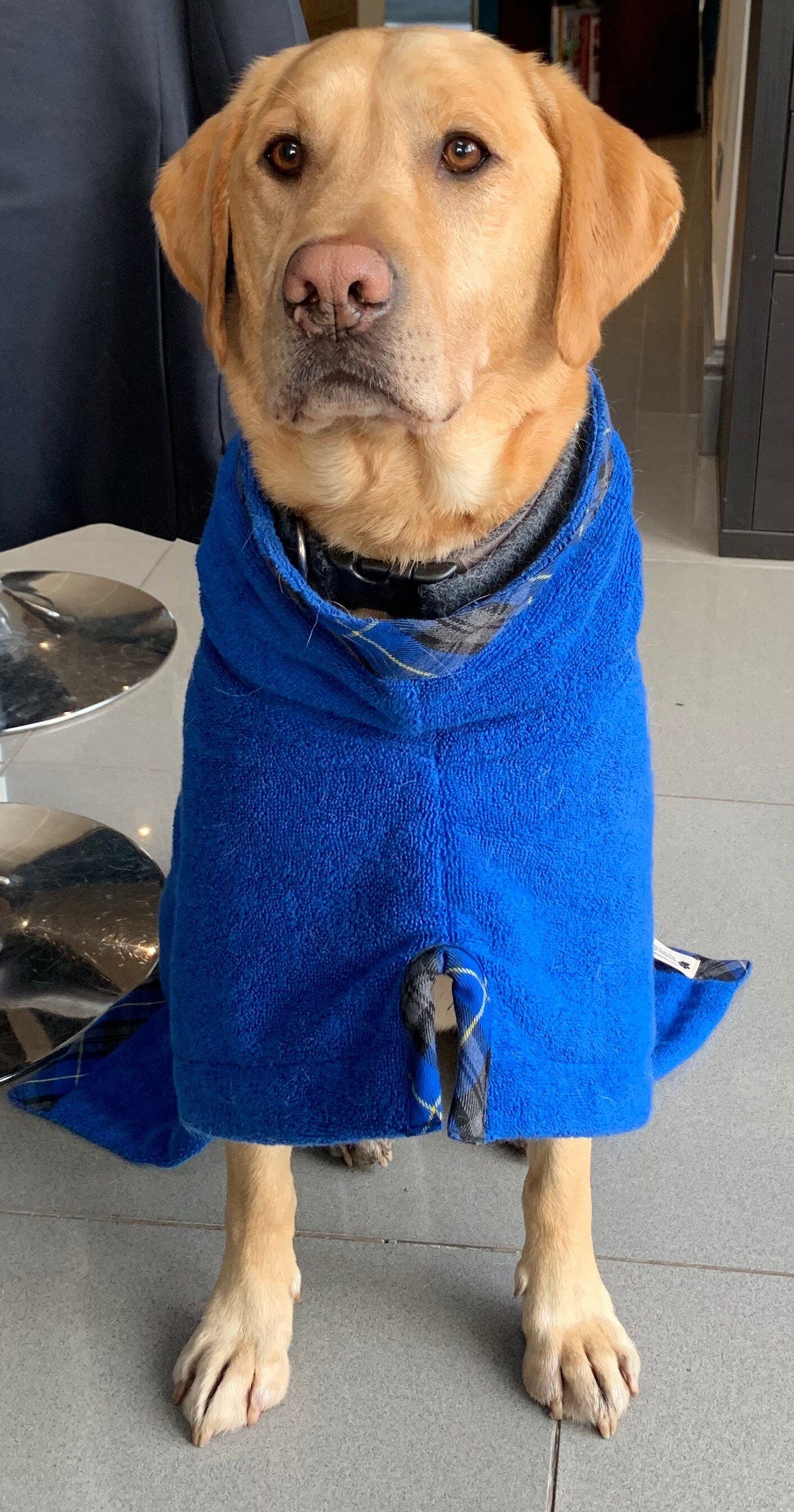 Dog Drying Robe Dog Drying Coat Dog Coat Dog Robe Dog Etsy