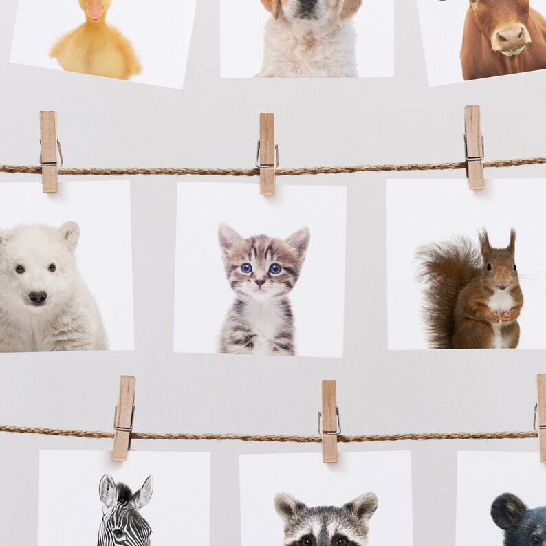 Kitten PRINTABLE art Baby Animal Nursery decor Wall art Etsy