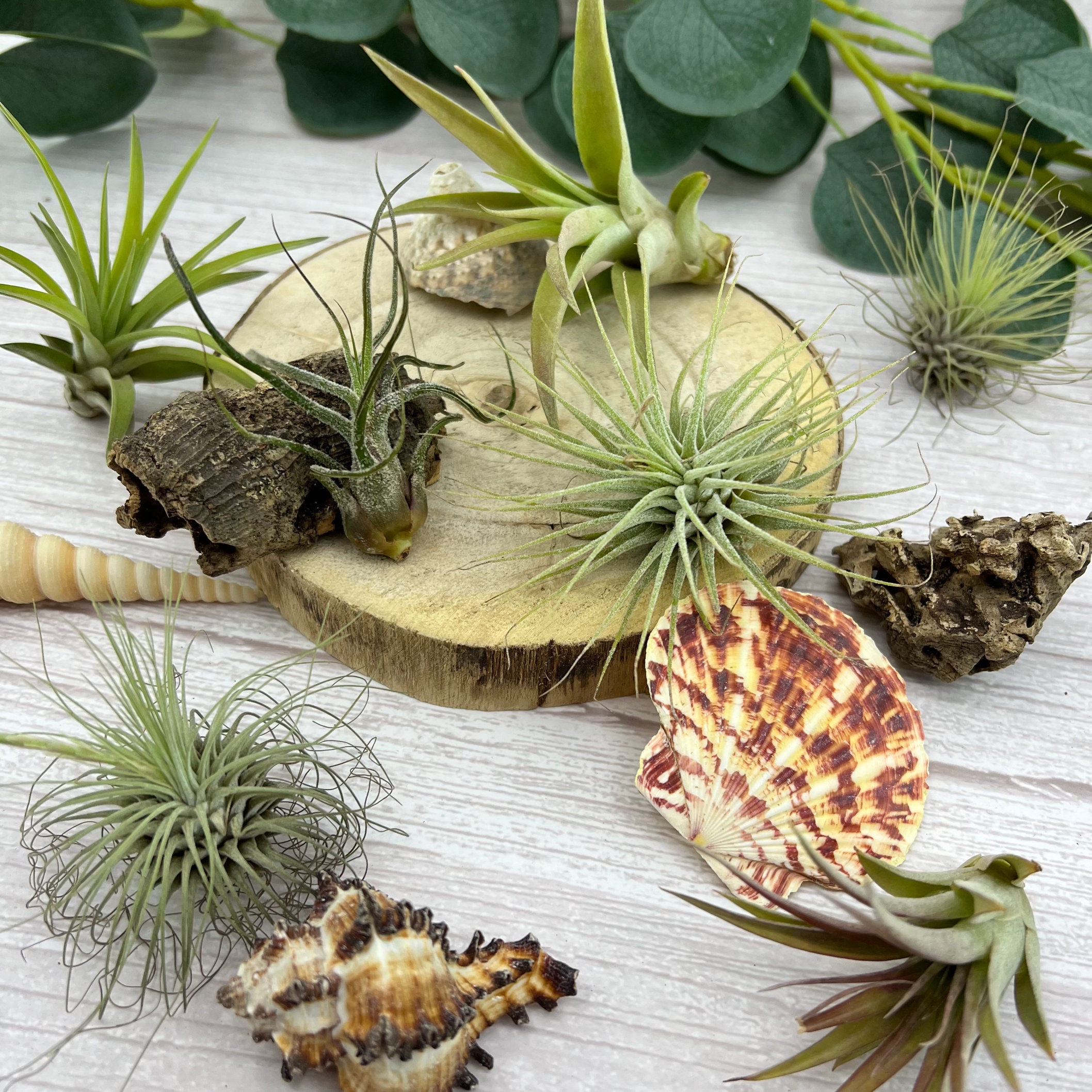 COMPLETE Air Plant Terrarium DIY Kit With Glass Geometric Etsy UK