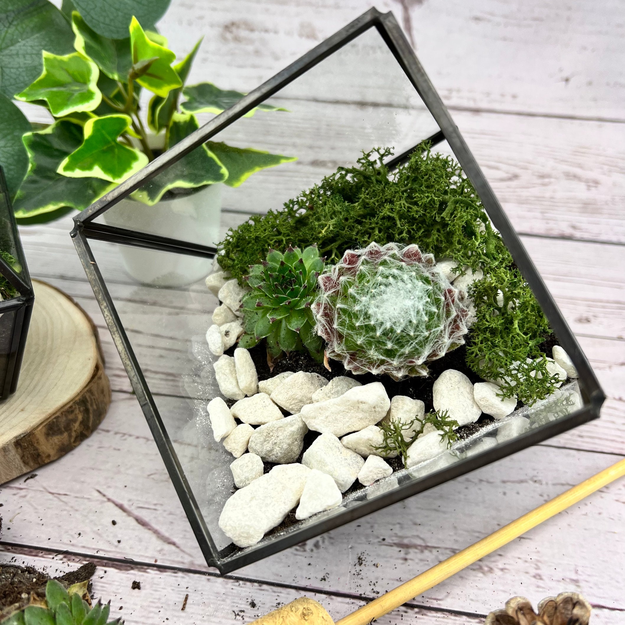 COMPLETE Terrarium Kit With Plants and Glass Geometric Etsy UK
