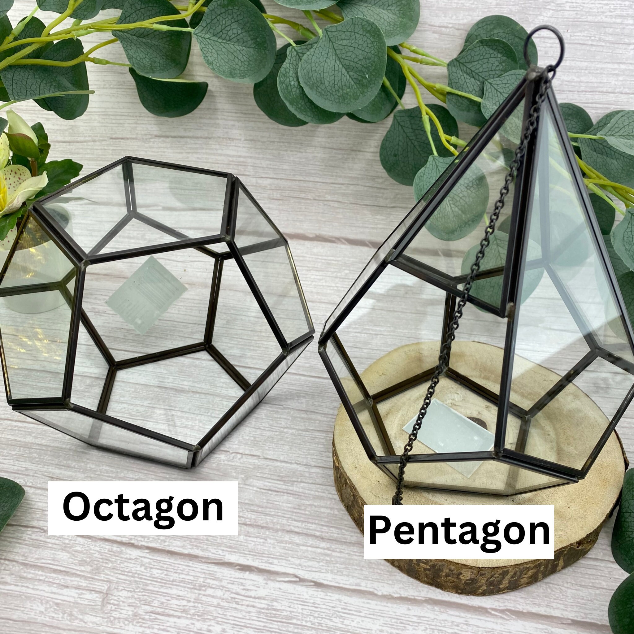 COMPLETE Air Plant Terrarium DIY Kit With Glass Geometric Etsy UK