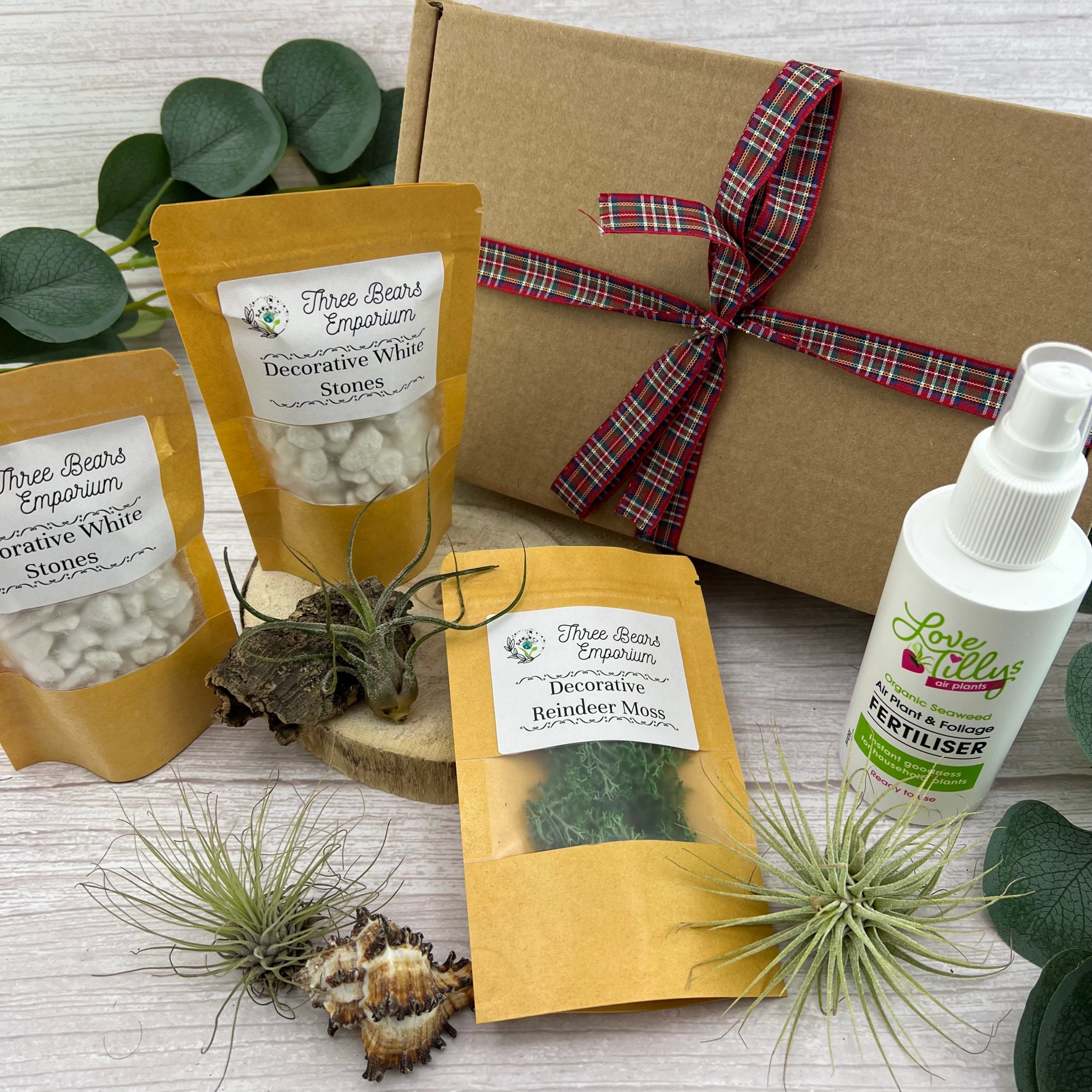 COMPLETE Air Plant Terrarium DIY Kit With Glass Geometric Etsy UK