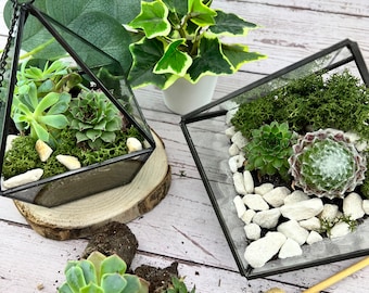 COMPLETE Terrarium Kit with Plants and Glass Geometric Terrarium | Build Your Own| Gardening Gift| Goods for the Home | DIY Kit For All Ages