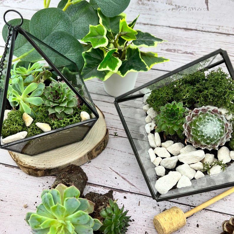 COMPLETE Terrarium Kit With Plants and Glass Geometric Etsy UK
