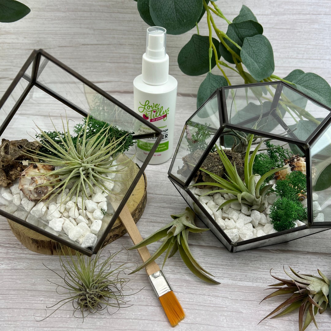 COMPLETE Air Plant Terrarium DIY Kit With Glass Geometric Terrarium