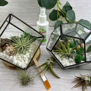 COMPLETE Air Plant Terrarium DIY Kit with Glass Geometric Terrarium | Gift Set | Gardening Gift | Goods for the Home |House Plant Lover