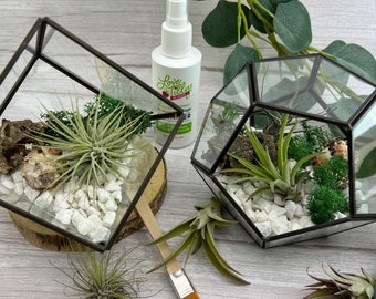 COMPLETE Air Plant Terrarium DIY Kit with Glass Geometric Terrarium | Craft Gift Set |Gardening Gift | Goods for the Home |House Plant Lover
