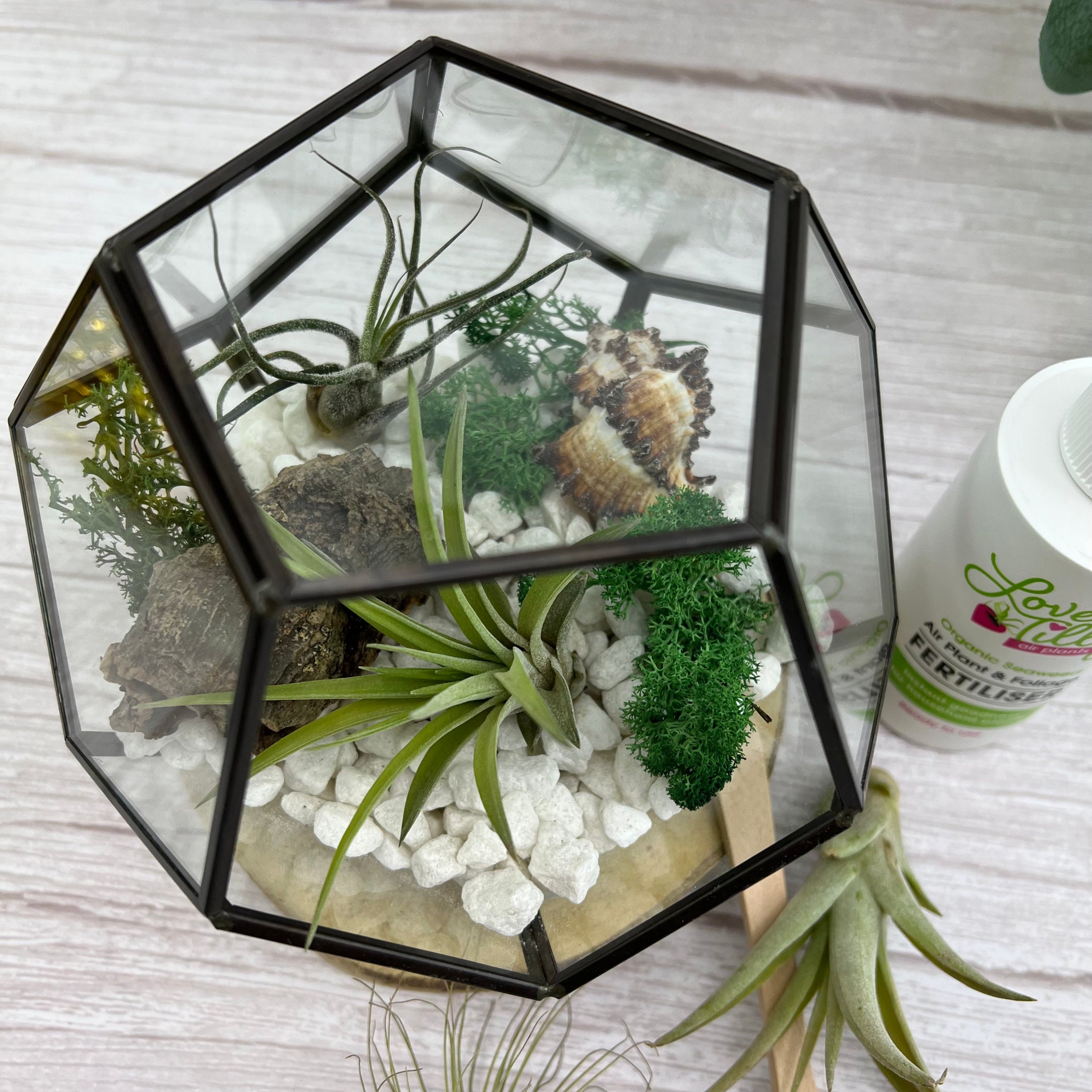 COMPLETE Air Plant Terrarium DIY Kit With Glass Geometric Etsy UK