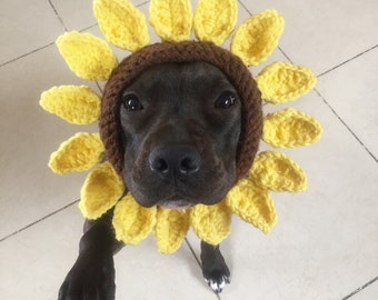sunflower dog hat
