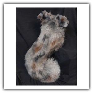 Custom: Australian Shepard Tail and Ear Set
