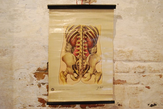 1942 J.Teck St John's Ambulance General Anatomy Poster