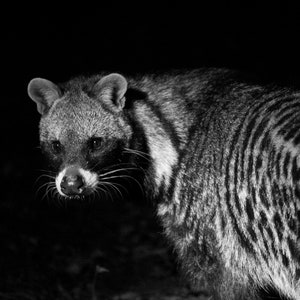 civet cat absolute cigarettes Civet Absolute