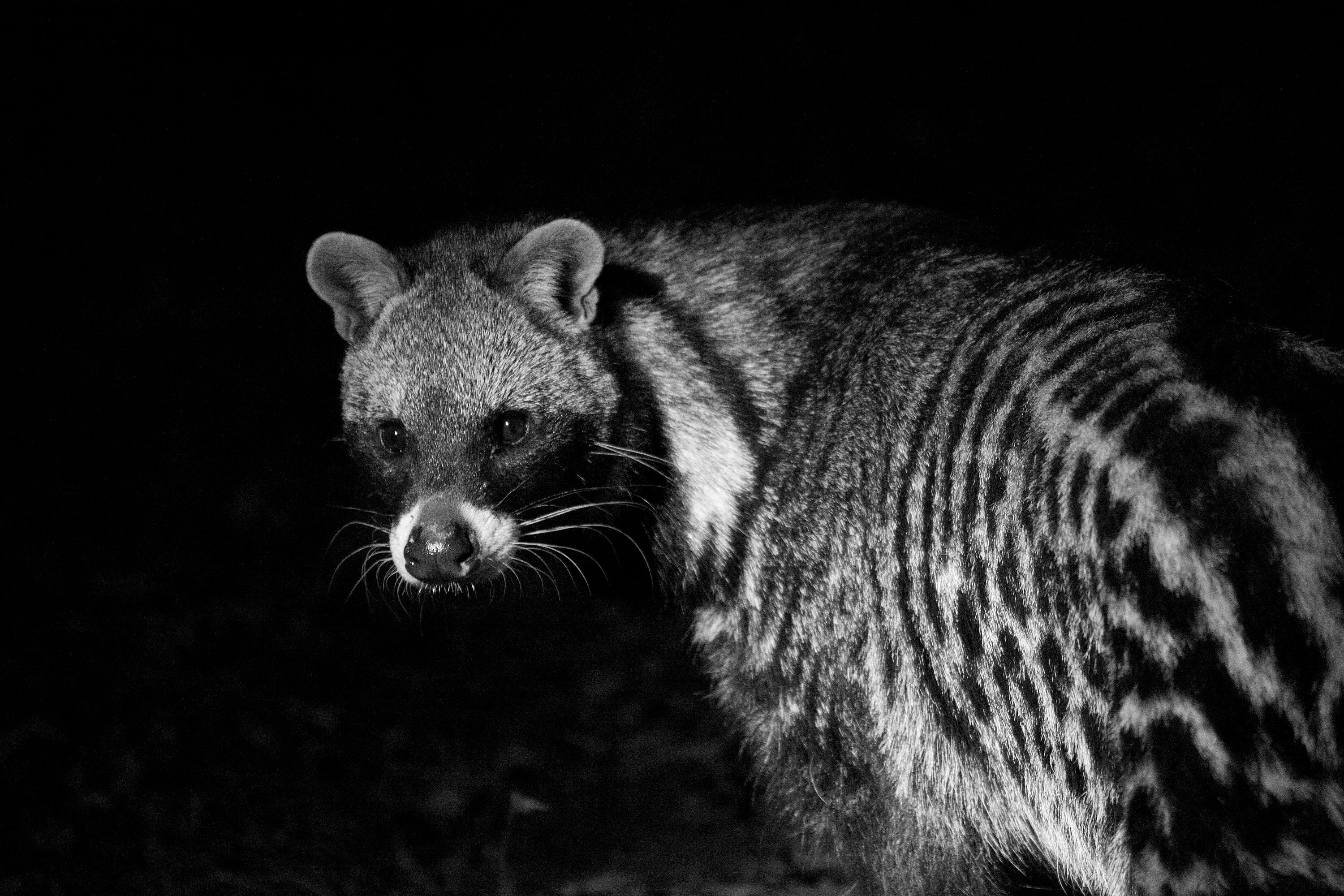 Civet Absolute