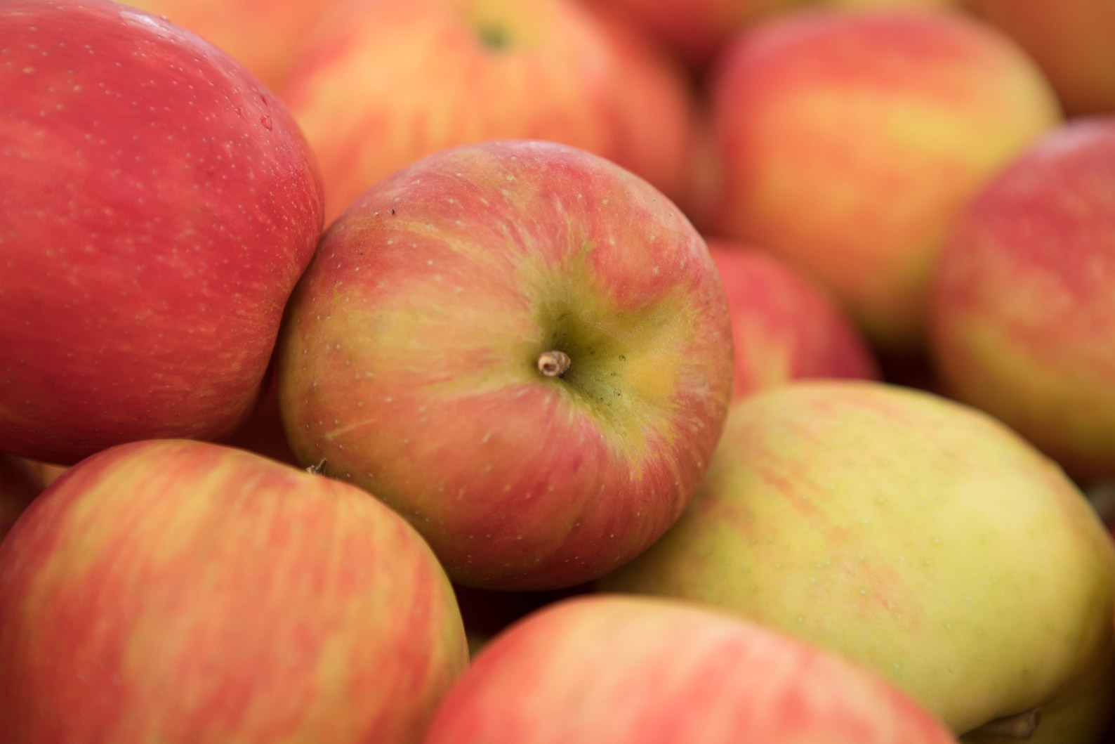 Red Pples Photo:red Apples - Etsy